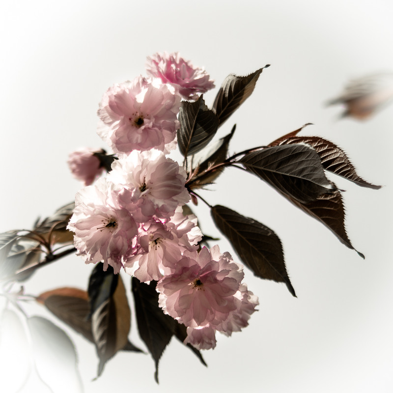 Фотографія Цветет Сакура в парке Киото / Inga / photographers.ua