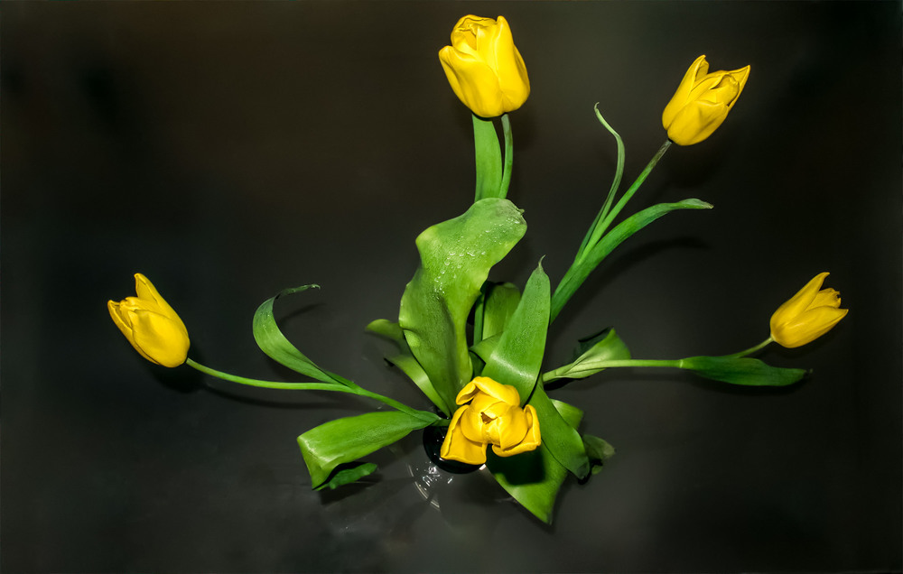 Фотографія Желтые тюльпаны. / Inga / photographers.ua