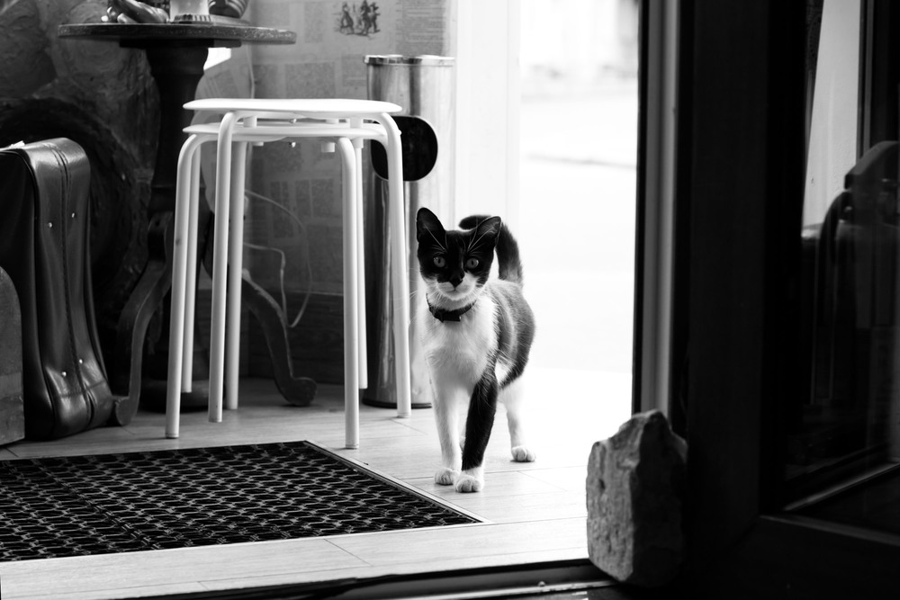 Фотографія Простите, а котам кофе продаете? / Юлия Вирц / photographers.ua