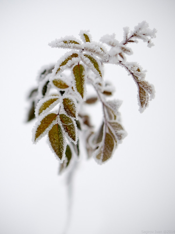 Фотографія В объятиях зимы / Ваня Сагиров / photographers.ua