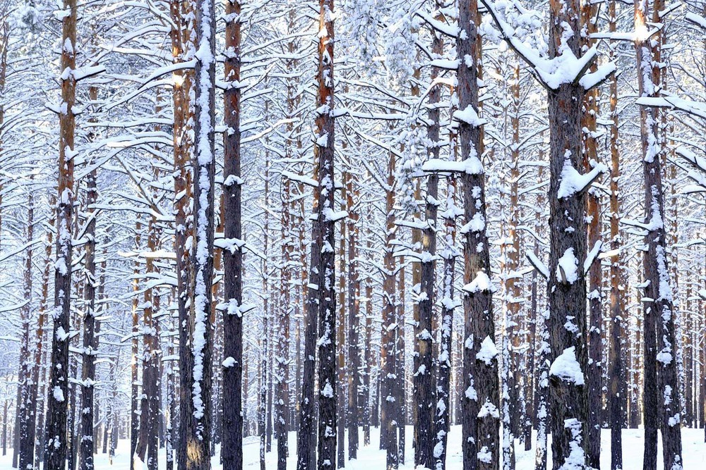 Фотографія Мой зимний лес / Ваня Сагиров / photographers.ua