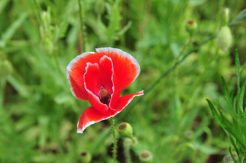 Фотографія *** / SSnake / photographers.ua