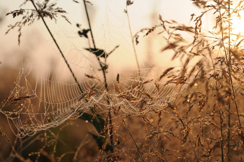 Фотографія Паутинки / SSnake / photographers.ua
