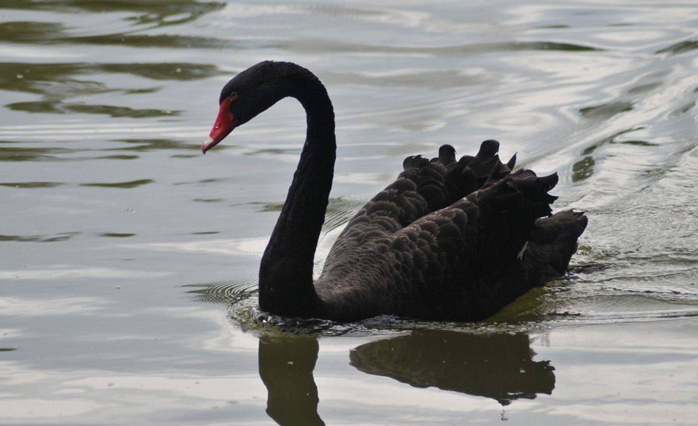 Фотографія *** / SSnake / photographers.ua