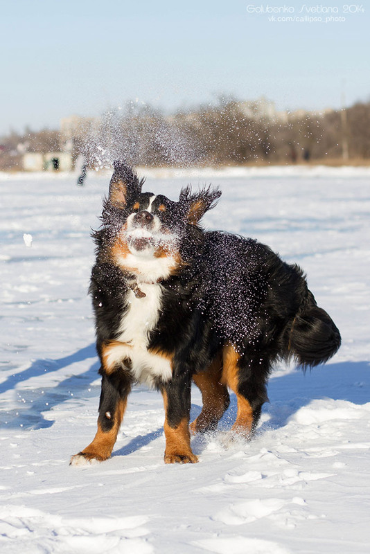 Фотографія Поймал снежок! / Светлана Голубенко / photographers.ua