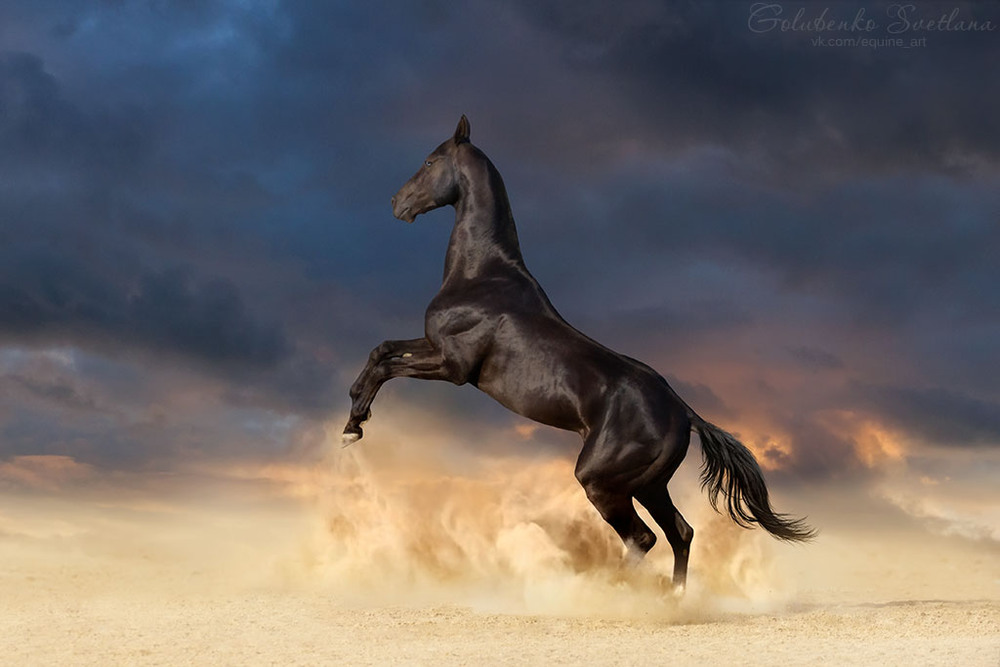 Фотографія The soul of desert / Светлана Голубенко / photographers.ua