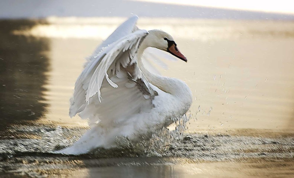 Фотографія прибытие / Сергей Савчук / photographers.ua