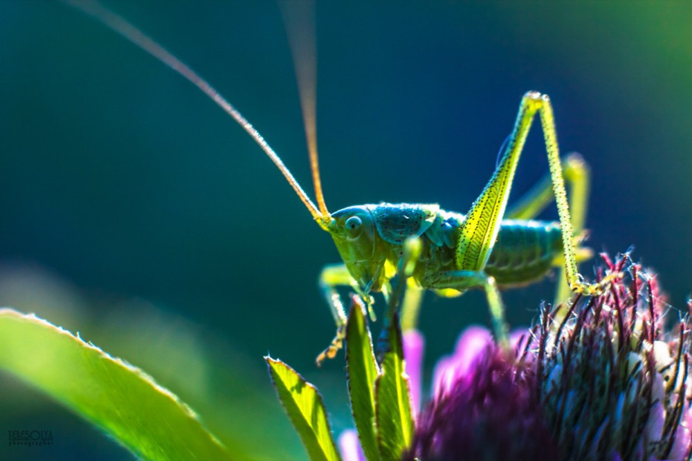 Фотографія В траве сидел кузнечик / TeresOlya / photographers.ua