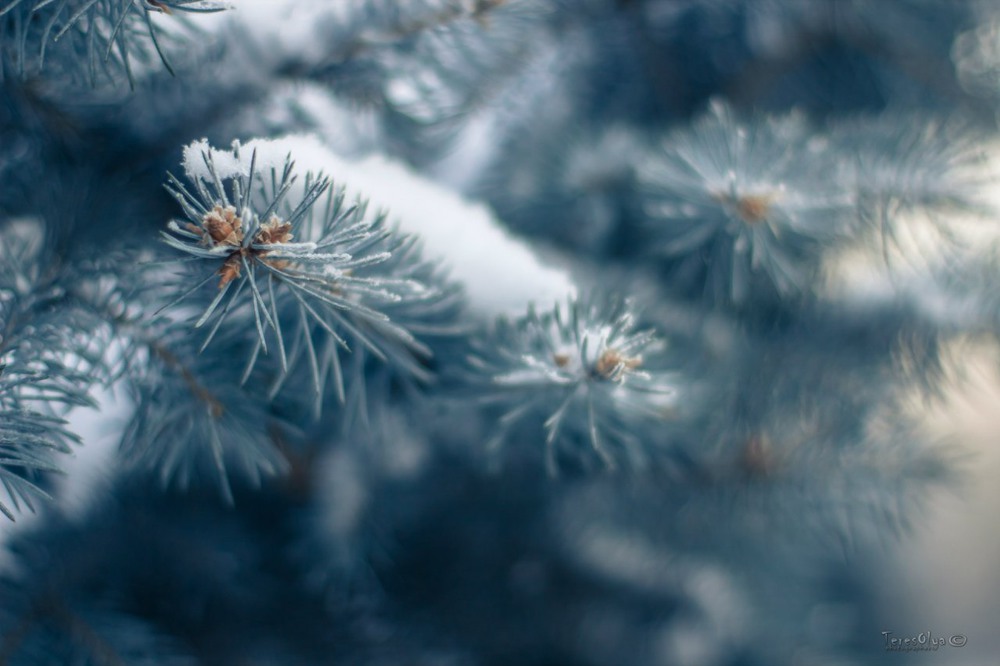 Фотографія Зима гуляет, иней рассыпает / TeresOlya / photographers.ua