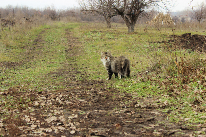 Фотографія Кот, который гуляет сам по себе / TeresOlya / photographers.ua