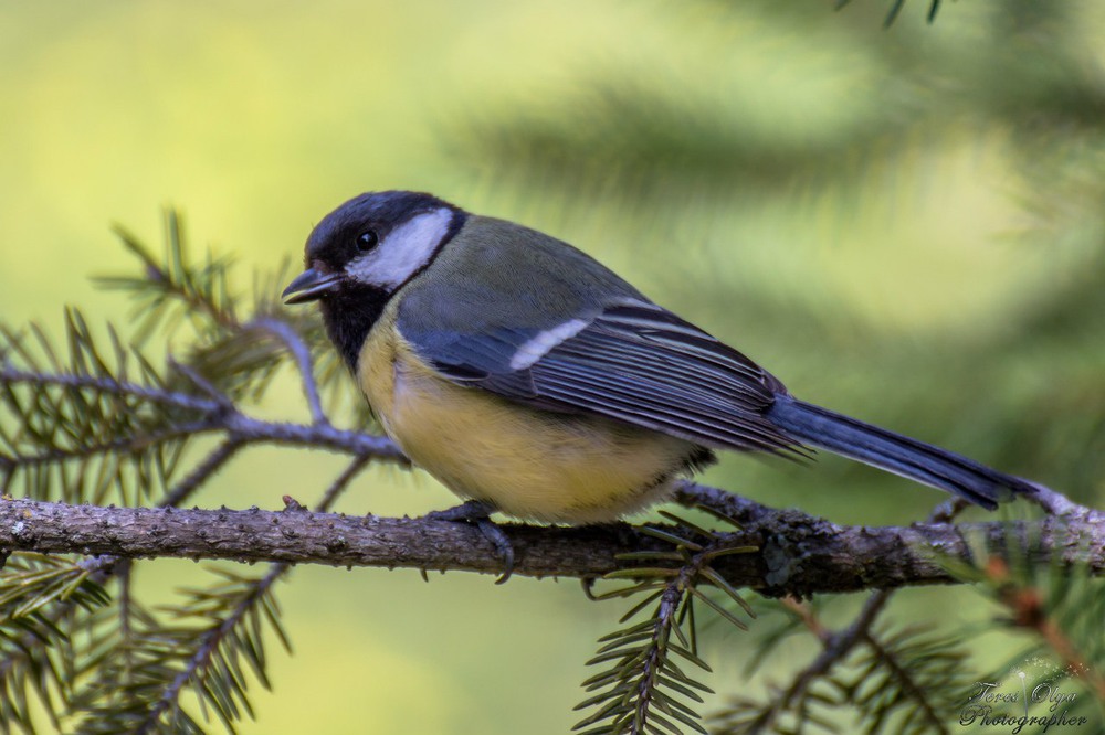 Фотографія Желтогрудая синичкика / TeresOlya / photographers.ua