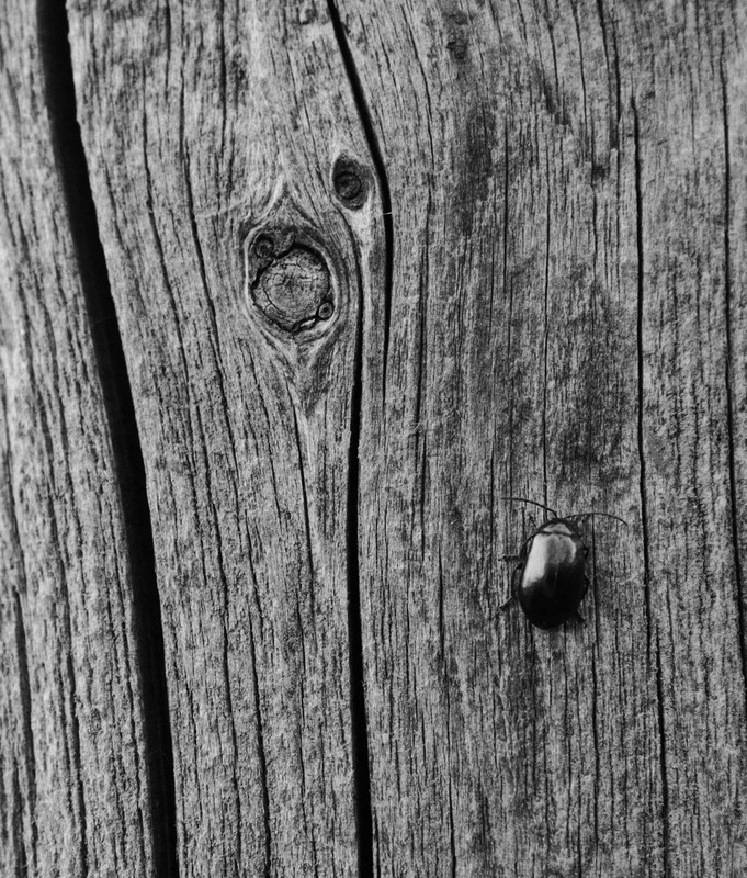 Фотографія Макро / Дашка Парпиева / photographers.ua