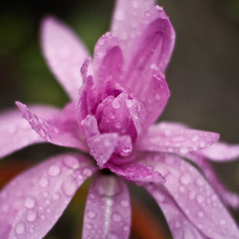 Фотографія осенний весенний цветок / Дашка Парпиева / photographers.ua