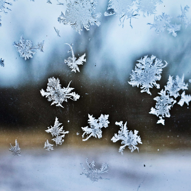 Фотографія Макро / Дашка Парпиева / photographers.ua