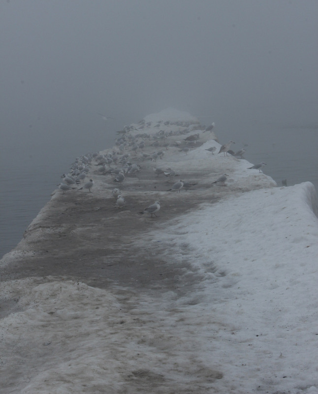 Фотографія Туман в Одессе / Илья Назаров / photographers.ua