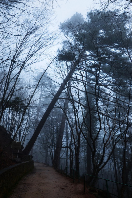 Фотографія про лес и и туман / Sergey Gorbanenko / photographers.ua