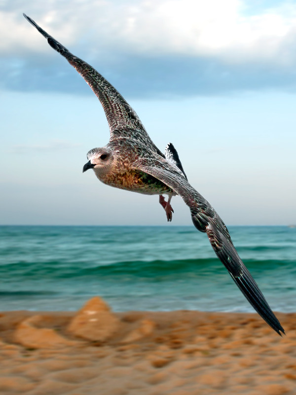 Фотографія Между тучами и пляжем гордо реет... просто чайка / Олег Муравицкий / photographers.ua