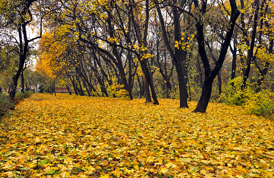 Фотографія Тот самый "ковер из желтых листьев" / Олег Муравицкий / photographers.ua