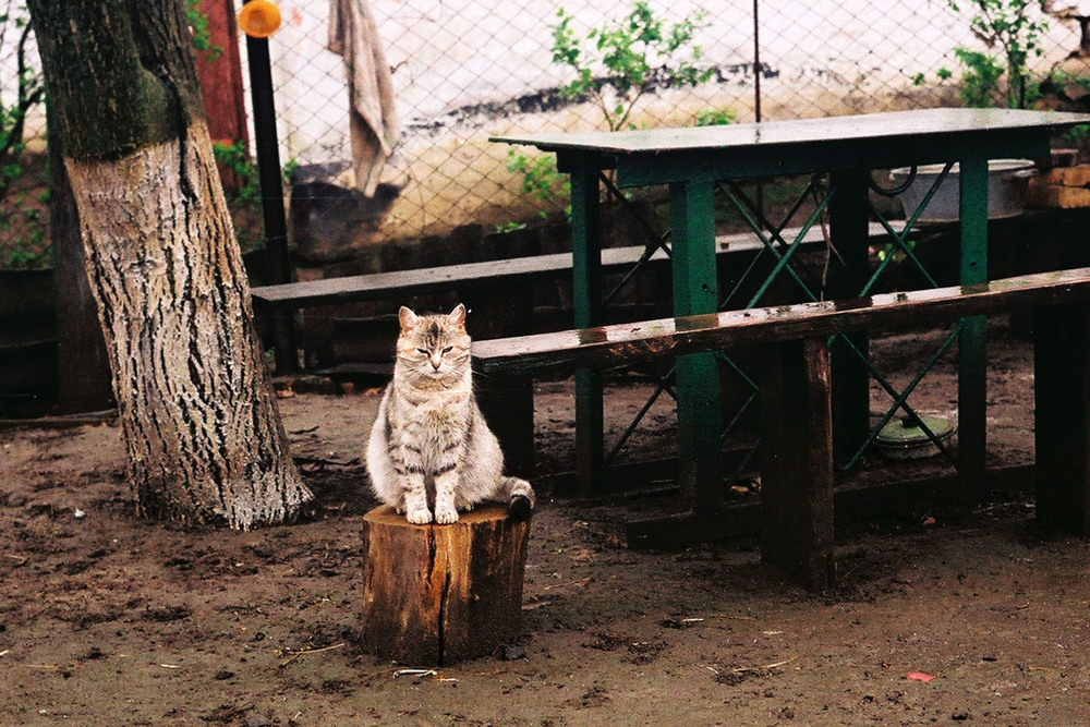 Фотографія Сельская жизнь кота. / Серж / photographers.ua