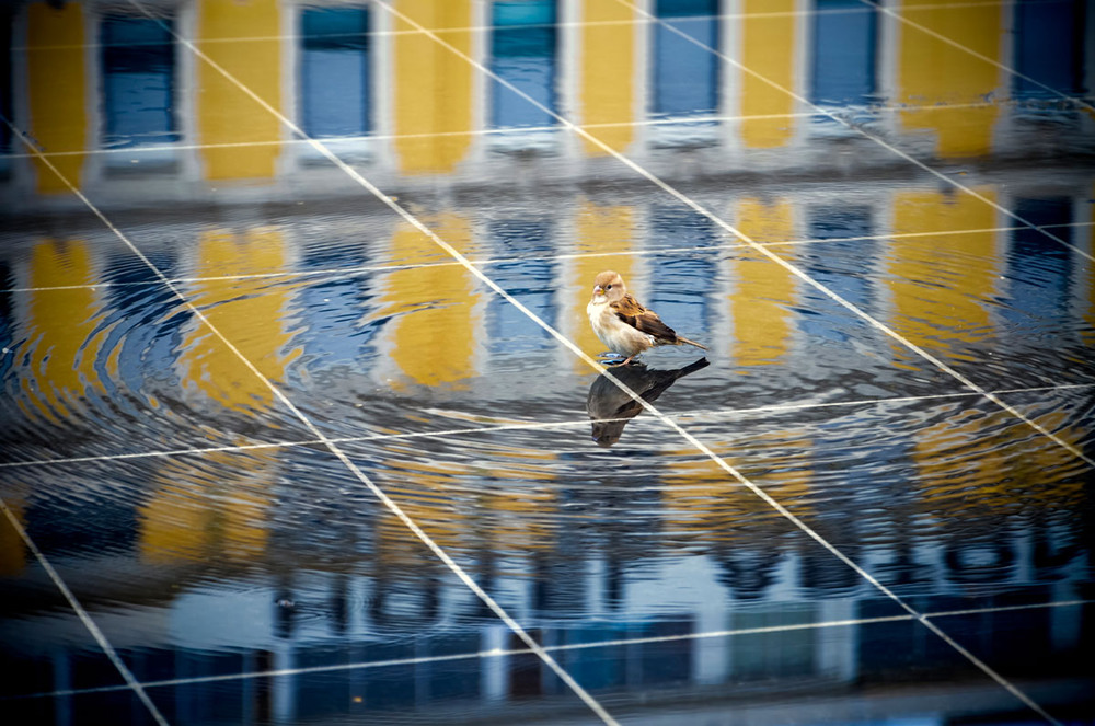 Фотографія moineau / Серж / photographers.ua