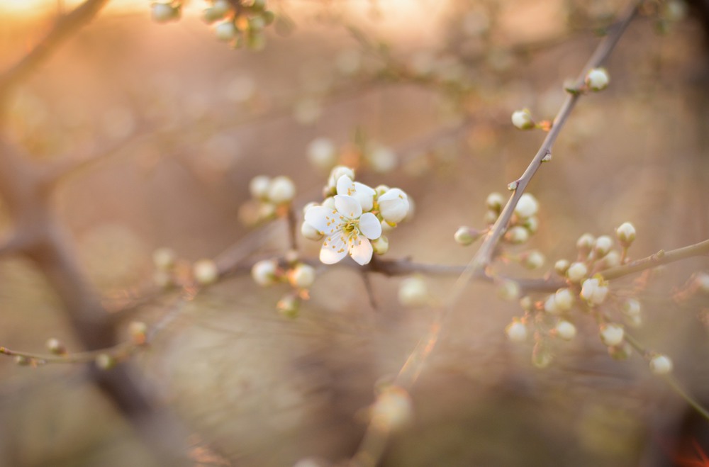 Фотографія теперь настоящая весна / Dmitriy Granov / photographers.ua