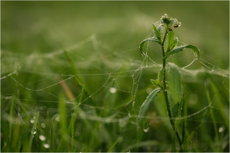 Фотографія ...осенних паутинок цепкие объятья... / Kanstantsin Markevich / photographers.ua