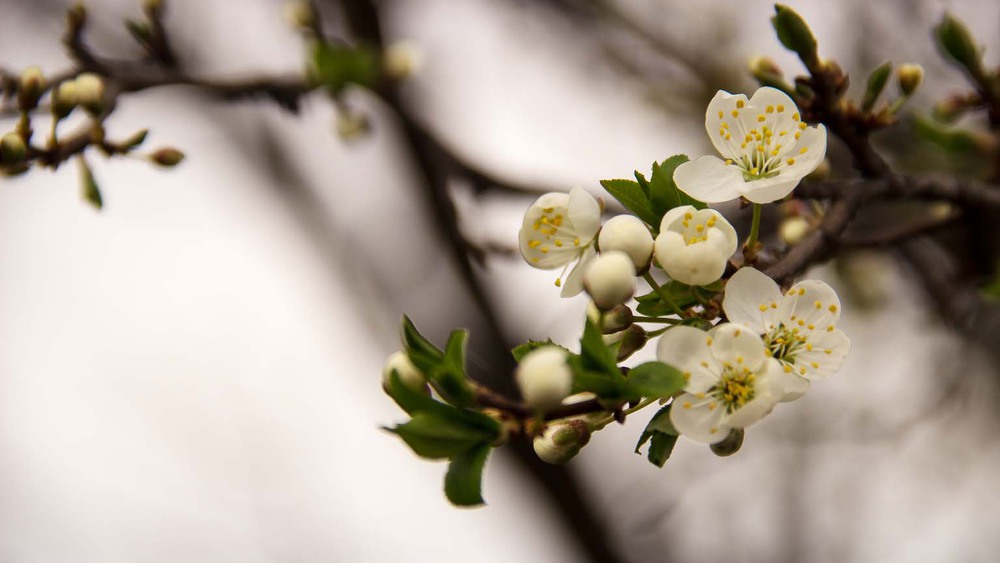 Фотографія Blooming spring / Катя Лысак / photographers.ua