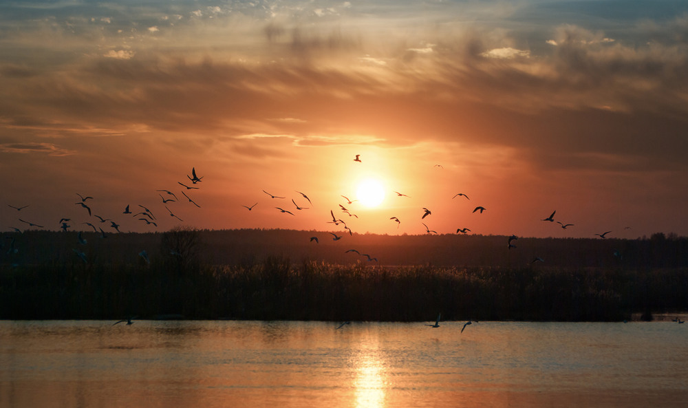 Фотографія *** / R.o.W / photographers.ua