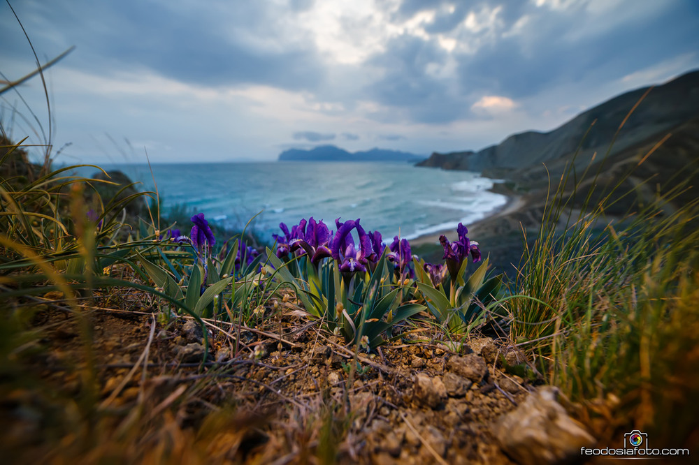 Фотографія Весенние Ирисы. Вдали виднеется Карадаг. / Андрей Шелякин / photographers.ua