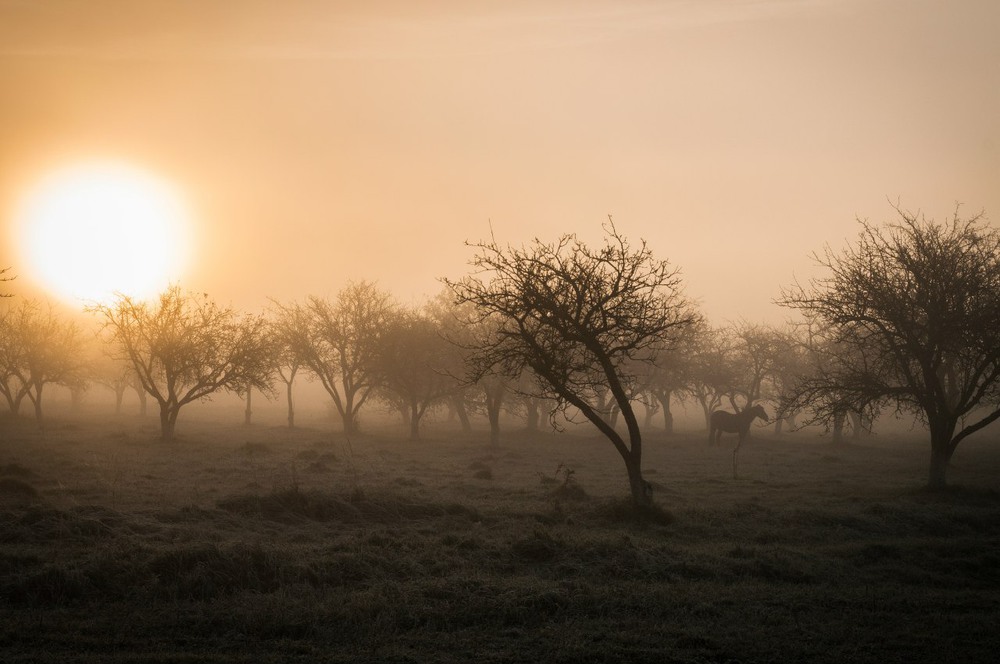 Фотографія ранковий туман / Святослав Голик / photographers.ua