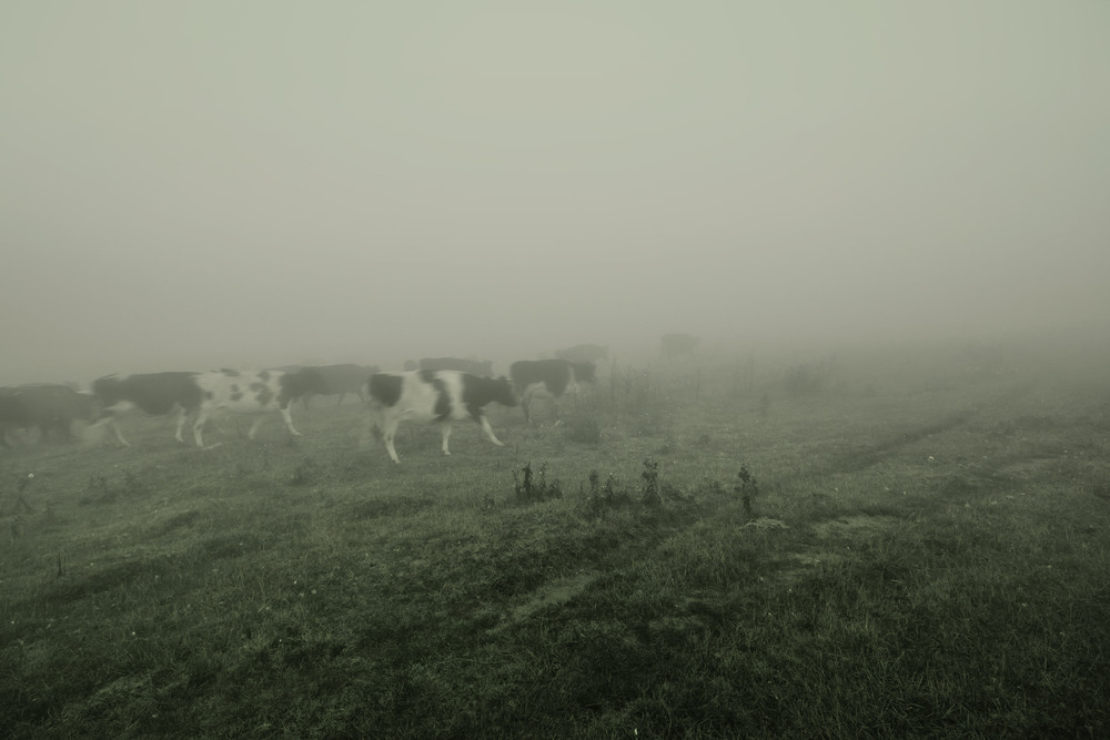 Фотографія Йшли корови із діброви / Александр Кондратюк/Сандродед / photographers.ua