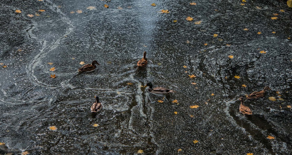 Фотографія Осень, в пенном шелесте водопада. / Александр Кондратюк/Сандродед / photographers.ua