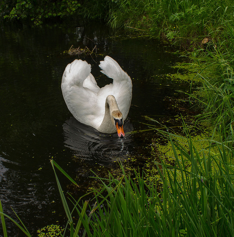 Фотографія ...а белый лебедь на пруду... / Александр Кондратюк/Сандродед / photographers.ua