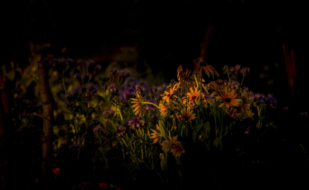 Фотографія Луч солнца осветил цветок... / Александр Кондратюк/Сандродед / photographers.ua