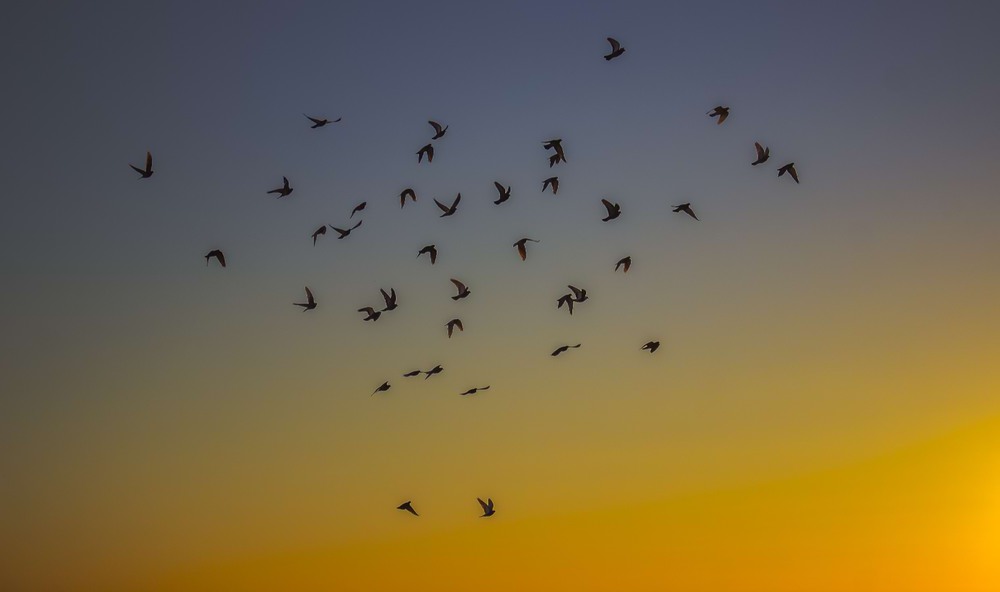 Фотографія Стая голубей в закатном свете / Александр Кондратюк/Сандродед / photographers.ua