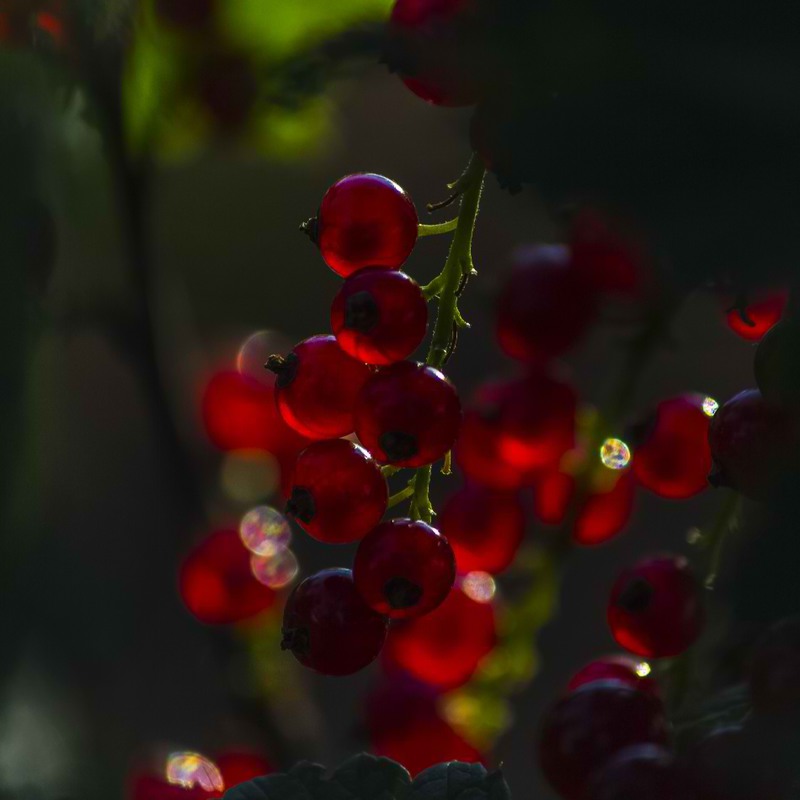 Фотографія После цветения бывают и ягодки:) / Александр Кондратюк/Сандродед / photographers.ua
