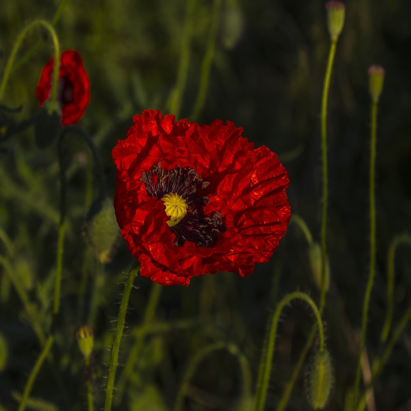 Фотографія Ще незаймана квітка... / Александр Кондратюк/Сандродед / photographers.ua
