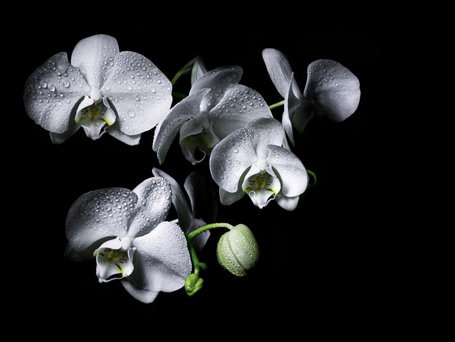 Фотографія Орхидея / Ксения / photographers.ua