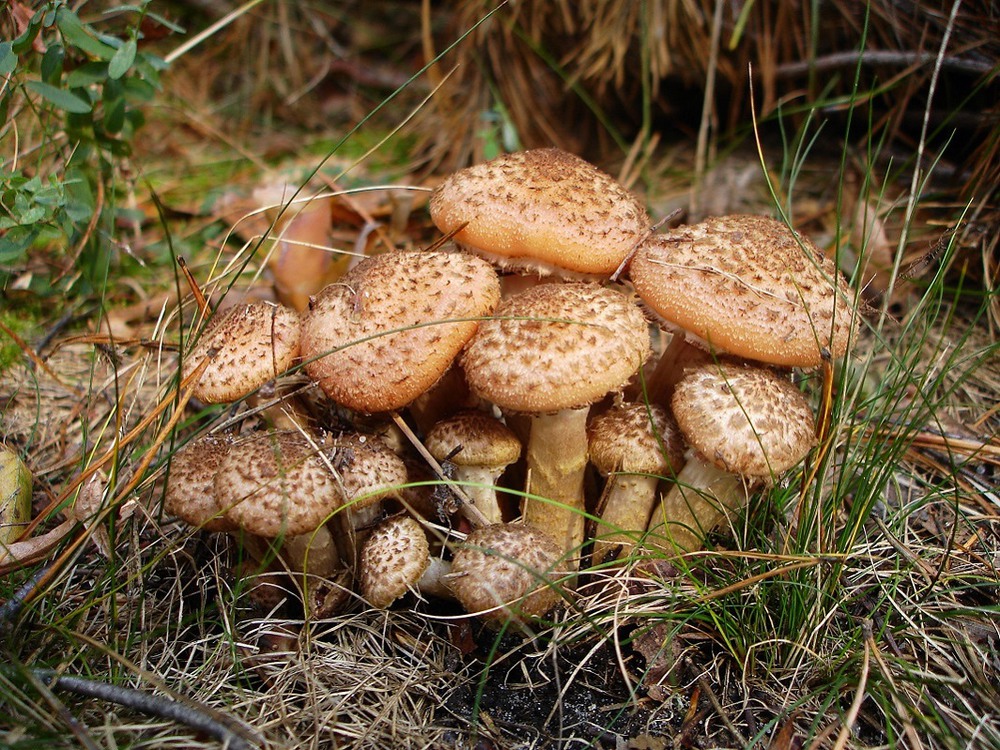 Фотографія Осень пахнет грибами / Юлия Устиновская / photographers.ua