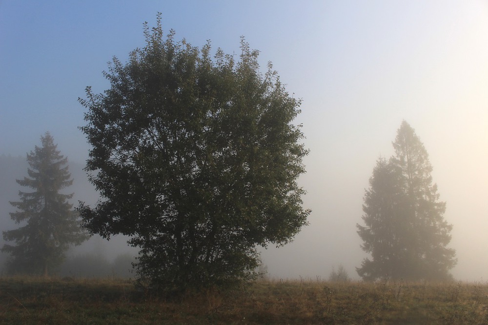 Фотографія Туман зникає наче сон / Юлия Устиновская / photographers.ua