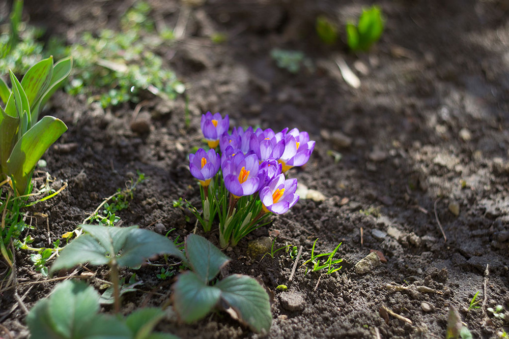 Фотографія весна / Виталий Опанасик / photographers.ua