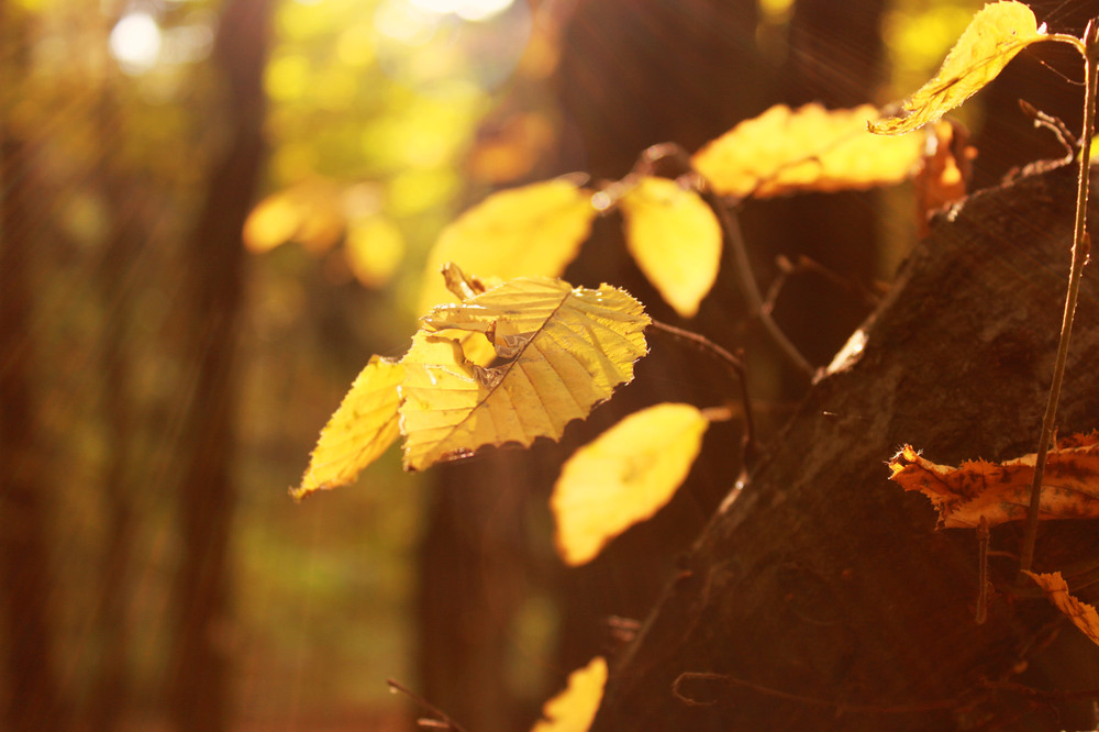 Фотографія Тёплые осенние лучи / Anna Alex / photographers.ua