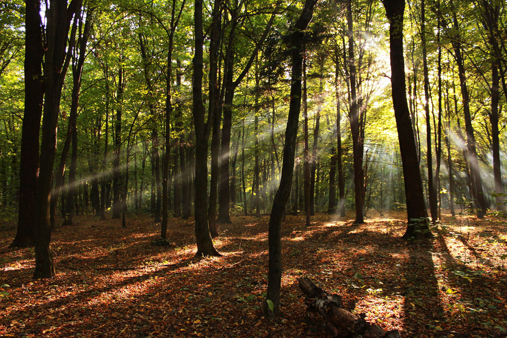 Фотографія Чудный день / Anna Alex / photographers.ua