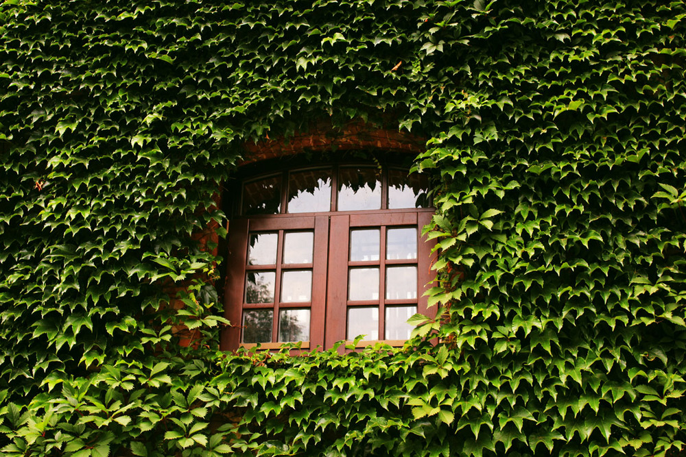 Фотографія Разное / Anna Alex / photographers.ua