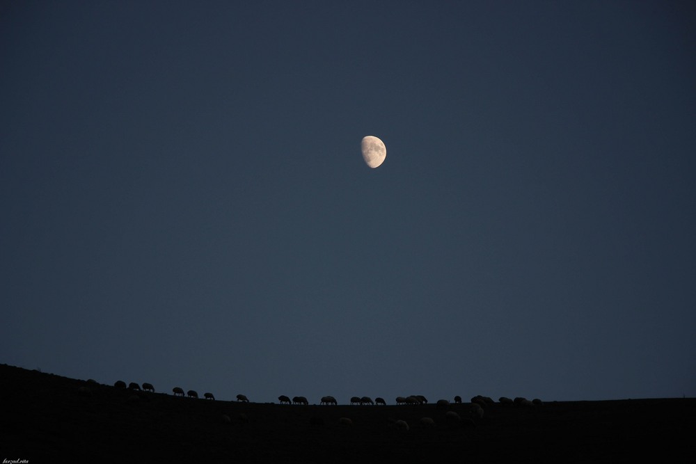 Фотографія Moon and flock / vita / photographers.ua