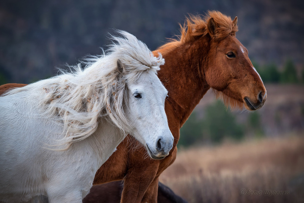 Фотографія Не лошади, а песня... / Светлана Казина / photographers.ua