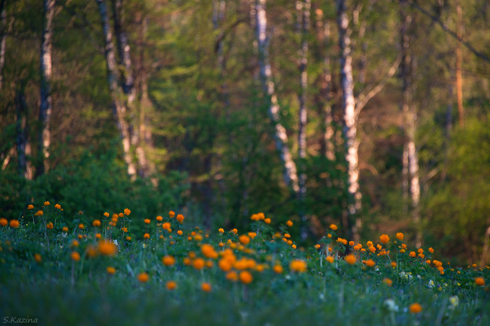 Фотографія Вечерний закат в лесу с майскими Огоньками... / Светлана Казина / photographers.ua