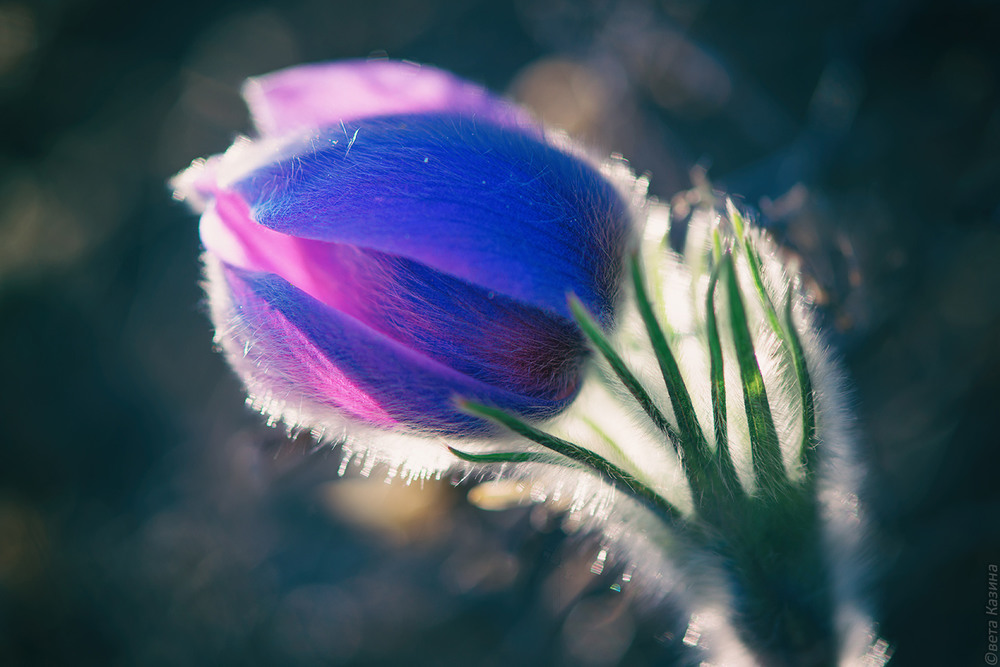 Фотографія Первоцвет - первый цветок марта. / Светлана Казина / photographers.ua