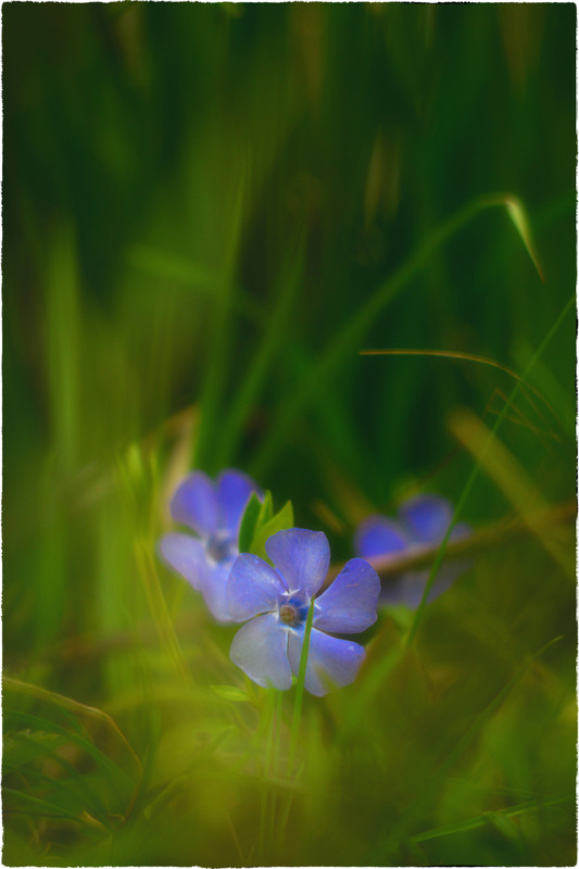 Фотографія Барвінкова казка... / Олександр Шахманцір / photographers.ua