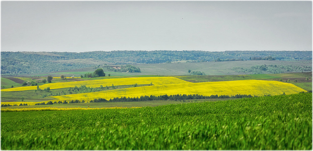 Фотографія Цвітіння "біопалива"... / Олександр Шахманцір / photographers.ua